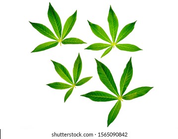 Detail Background Green Daun Nomer 45
