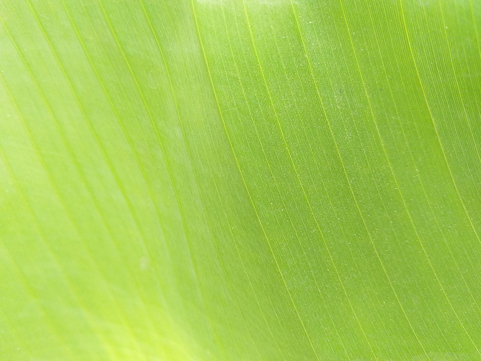 Detail Background Green Daun Nomer 46