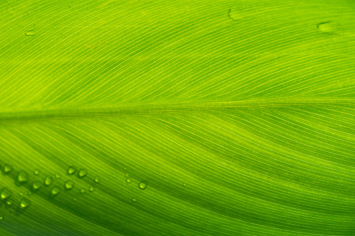Detail Background Green Daun Nomer 48