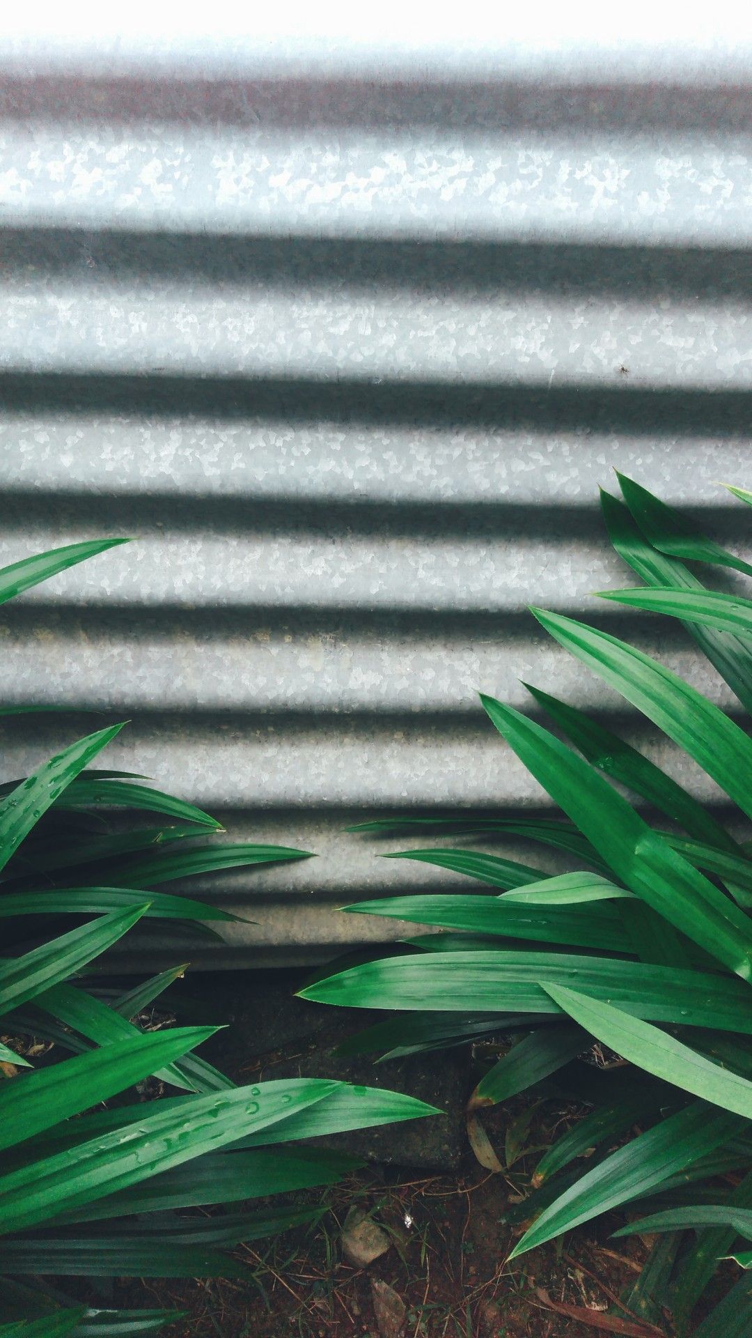 Detail Background Green Daun Nomer 52