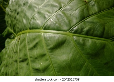 Detail Background Green Daun Nomer 55