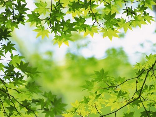 Detail Background Green Daun Nomer 7