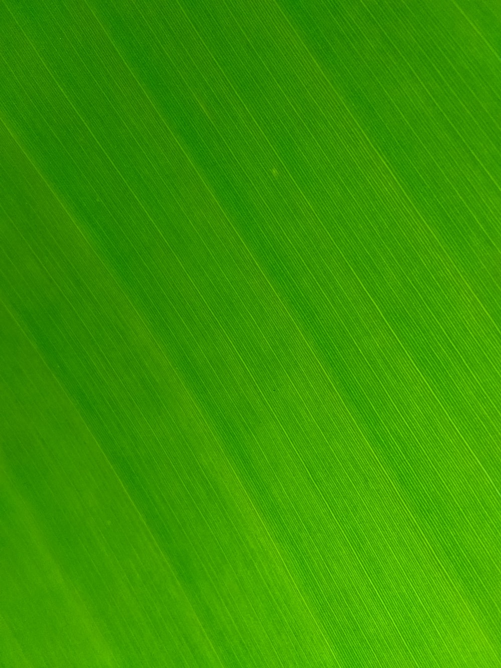 Detail Background Greend Nomer 18