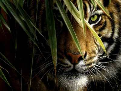 Detail Background Harimau Nomer 58