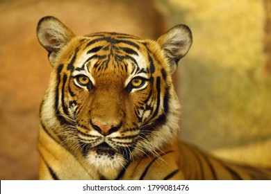 Detail Background Harimau Nomer 9