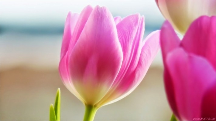 Detail Background Hd Bunga Nomer 57