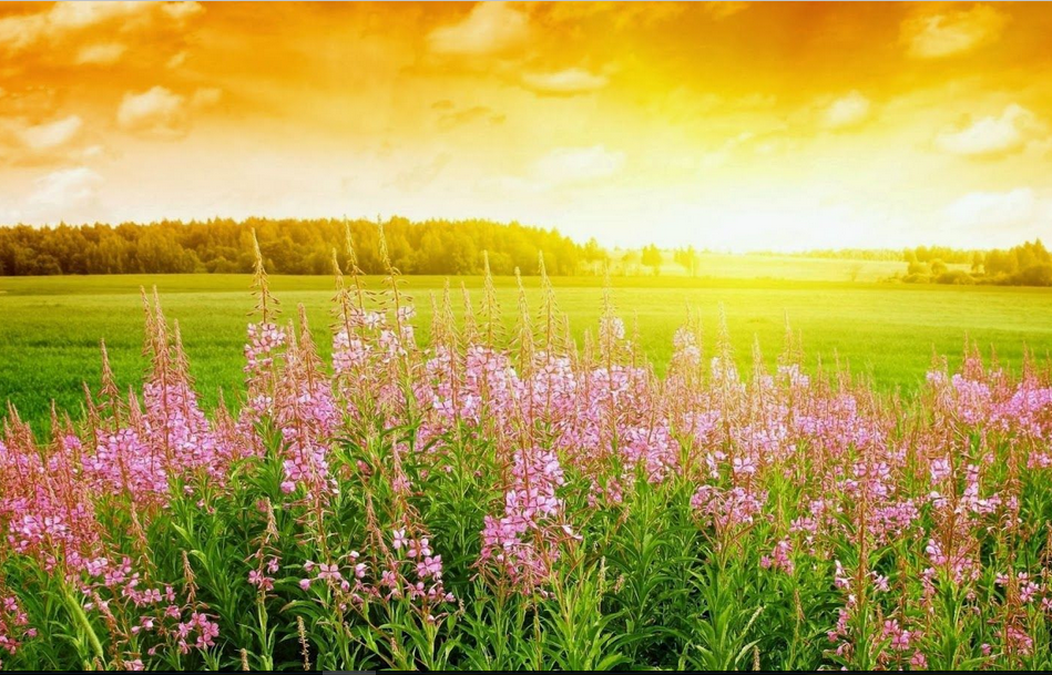 Detail Background Hd Sunset Nomer 24