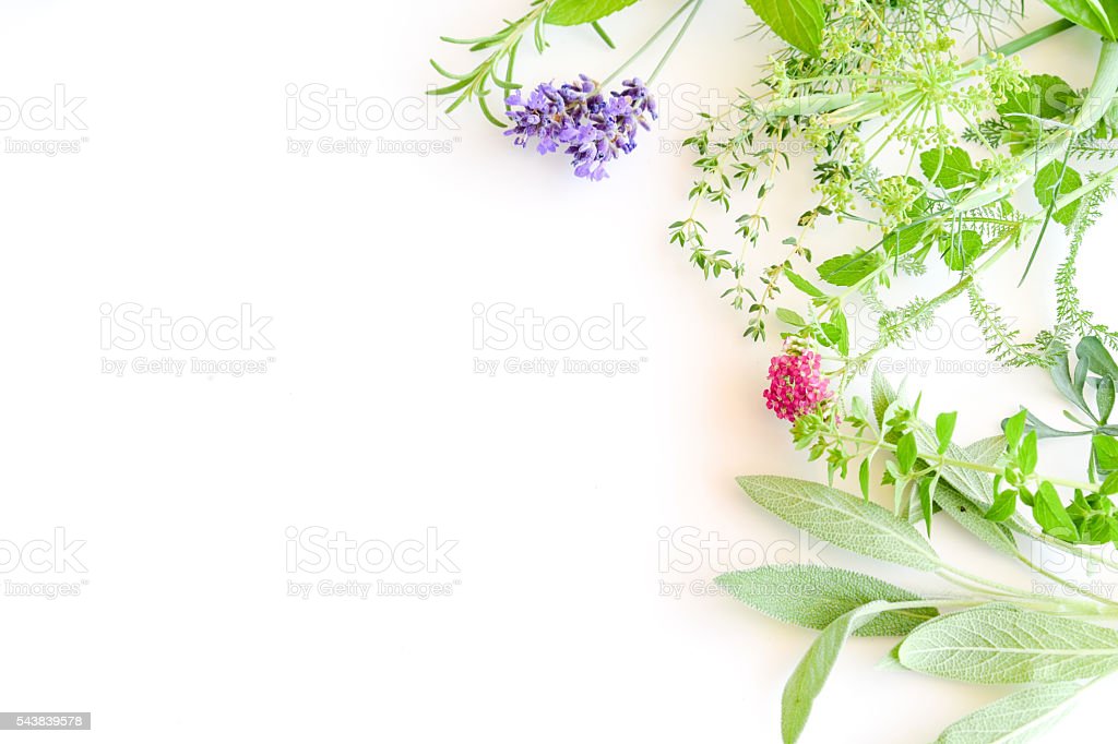 Detail Background Herbal Nomer 23