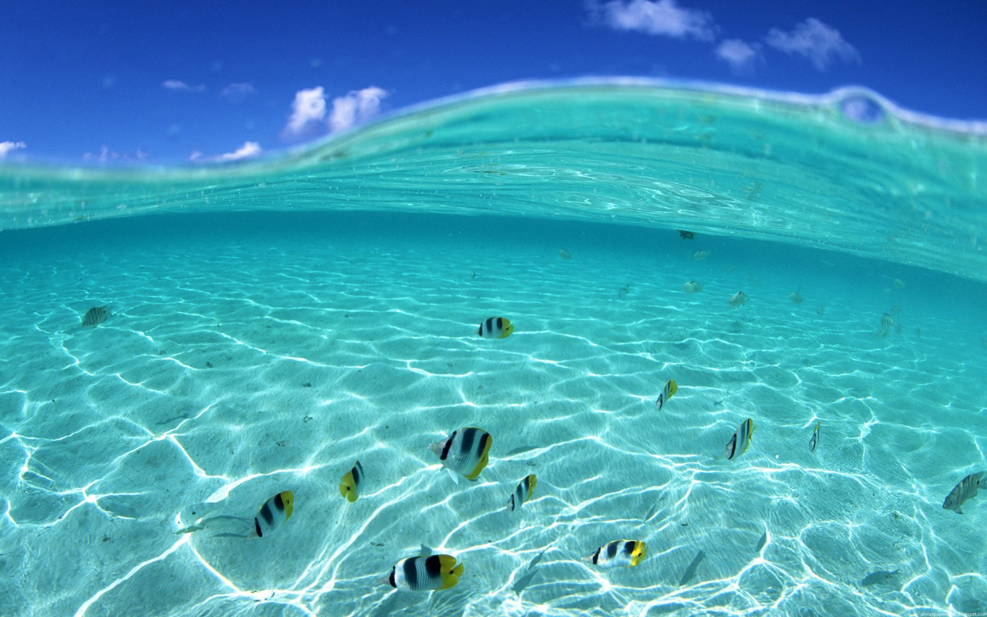Background Hidup - KibrisPDR