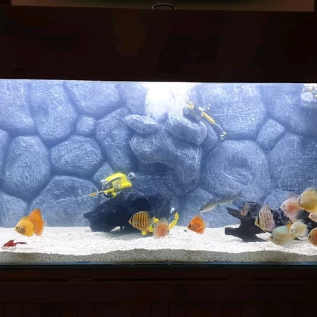 Detail Background Hitam Aquarium Nomer 45
