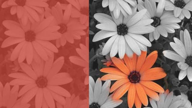 Detail Background Hitam Putih Objek Berwarna Nomer 18