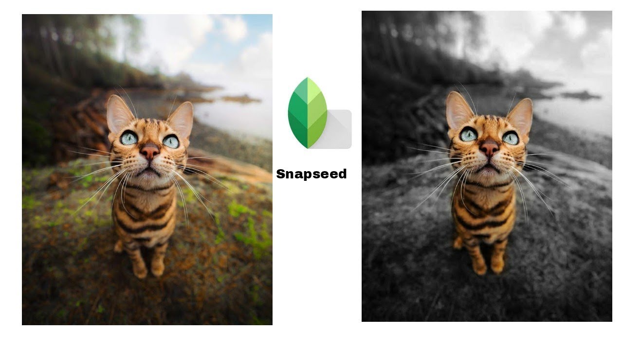 Detail Background Hitam Putih Objek Berwarna Di Photoshop Nomer 18