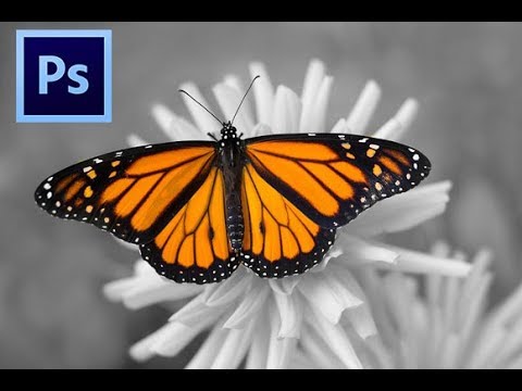Detail Background Hitam Putih Objek Berwarna Di Photoshop Nomer 46