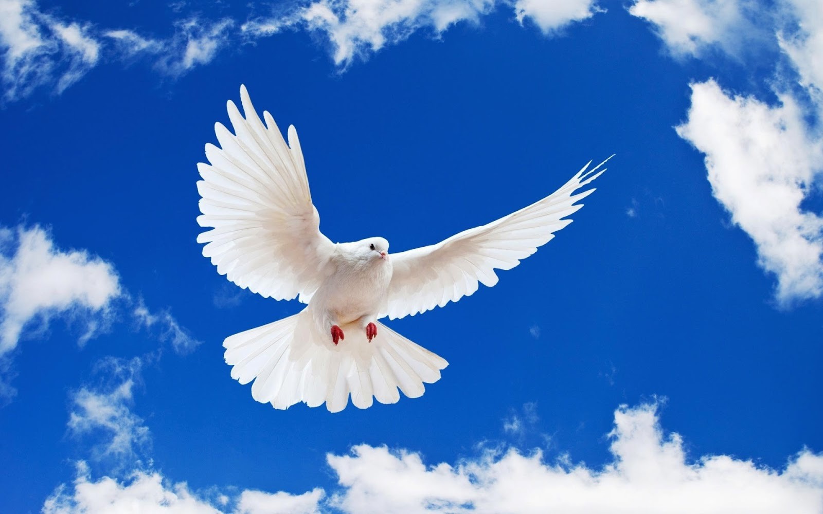 Detail Background Holy Spirit Wallpaper Hd Nomer 8