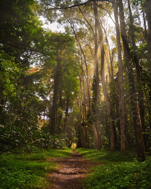 Detail Background Hutan Nomer 18