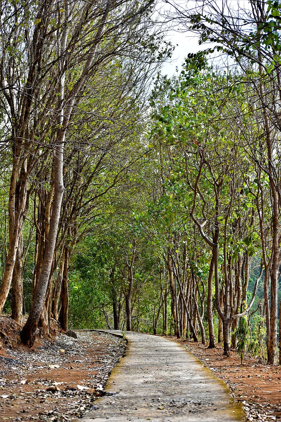 Detail Background Hutan Nomer 27