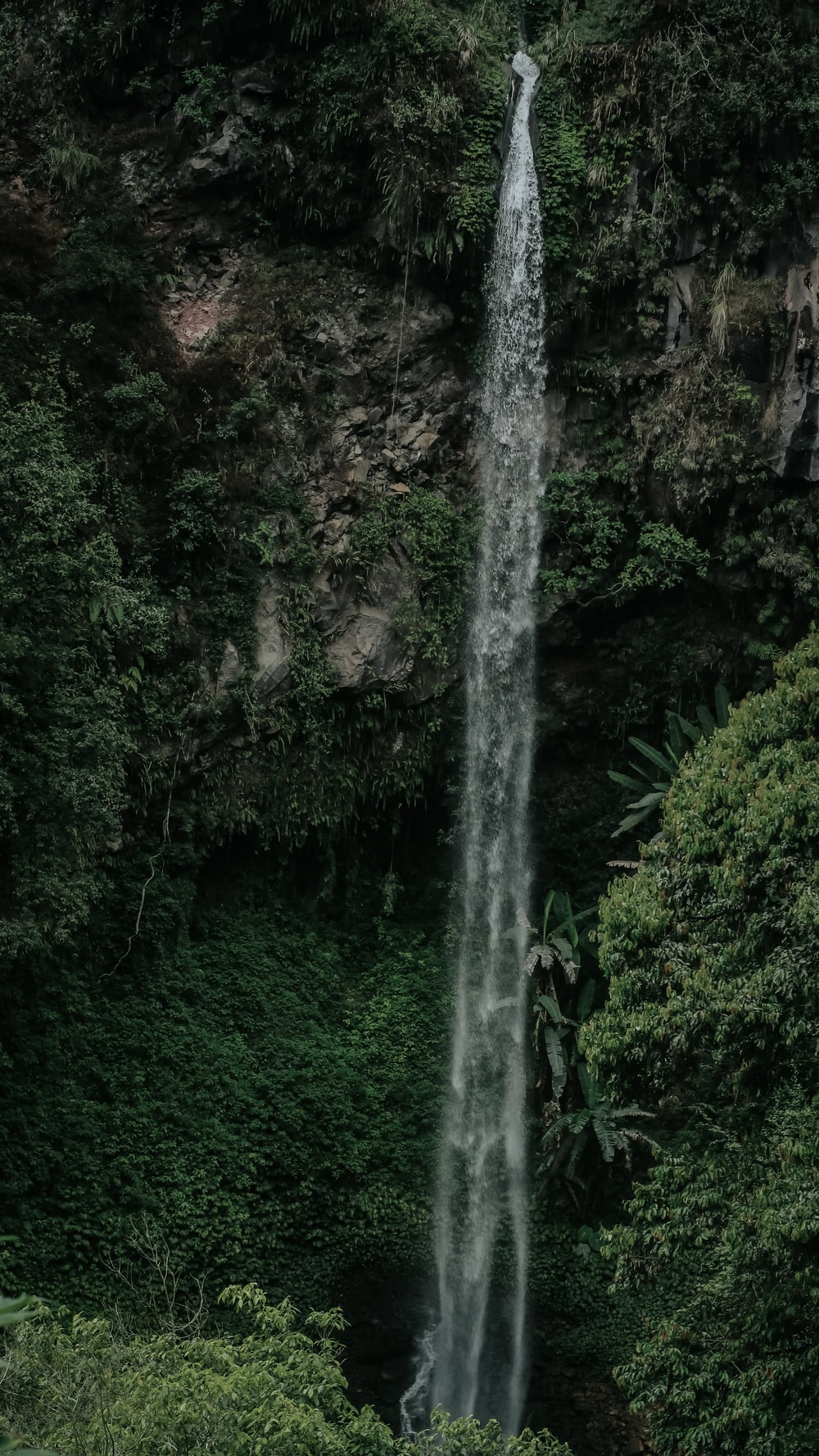 Detail Background Hutan Nomer 44