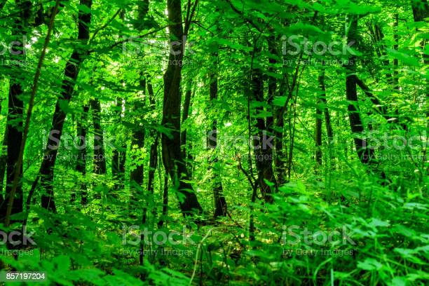 Detail Background Hutan Hijau Nomer 40