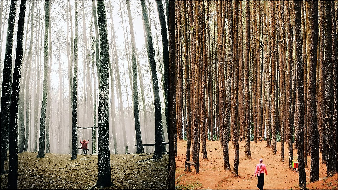 Detail Background Hutan Keren Nomer 37