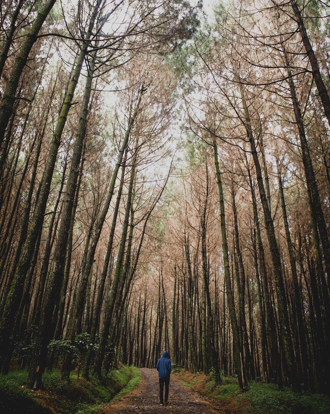 Detail Background Hutan Pinus Hd Nomer 29