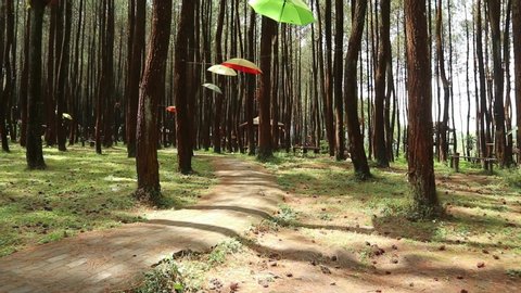 Detail Background Hutan Pinus Hd Nomer 32