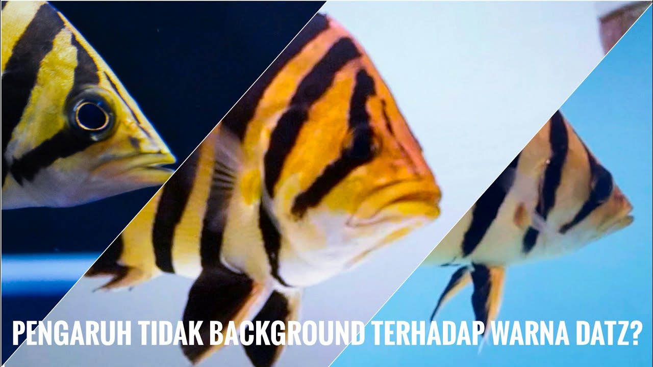 Detail Background Ikan Nomer 48