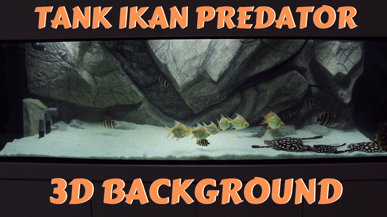 Detail Background Ikan Predator Nomer 2