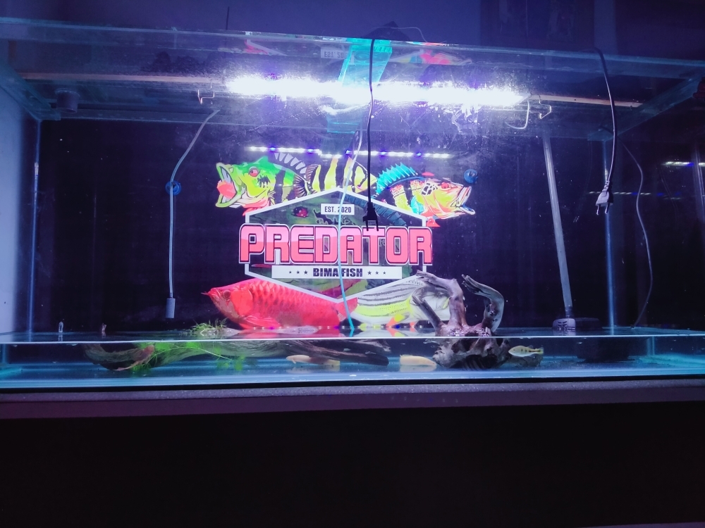 Detail Background Ikan Predator Nomer 18