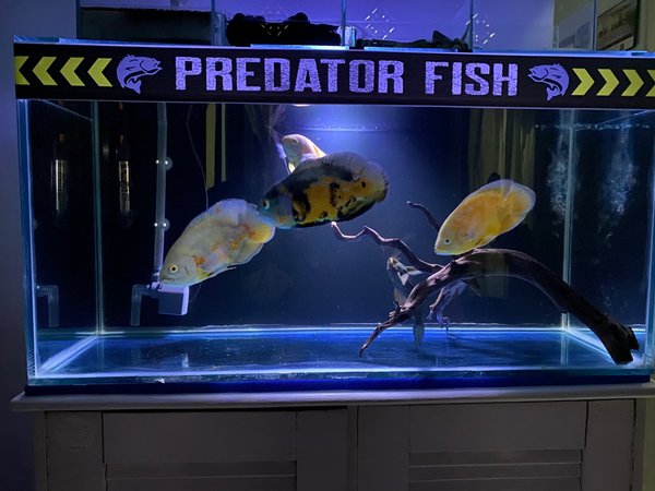 Detail Background Ikan Predator Nomer 19