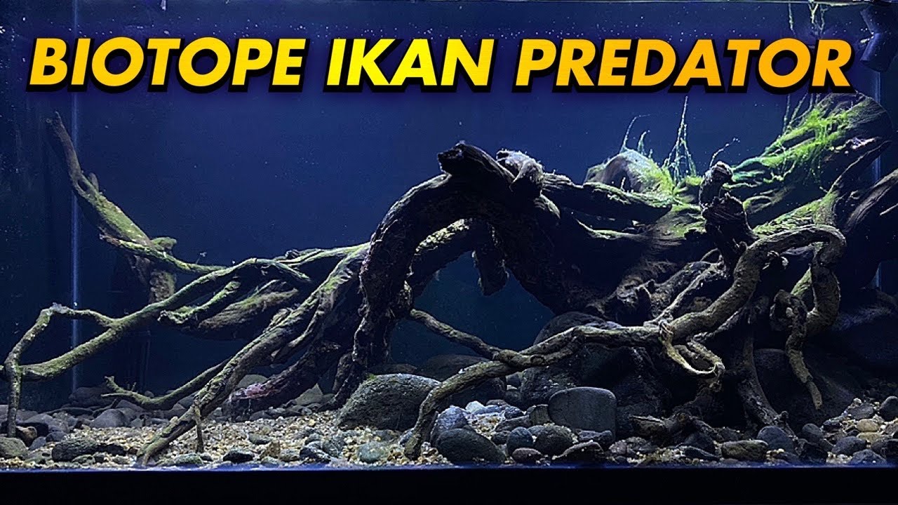 Detail Background Ikan Predator Nomer 24