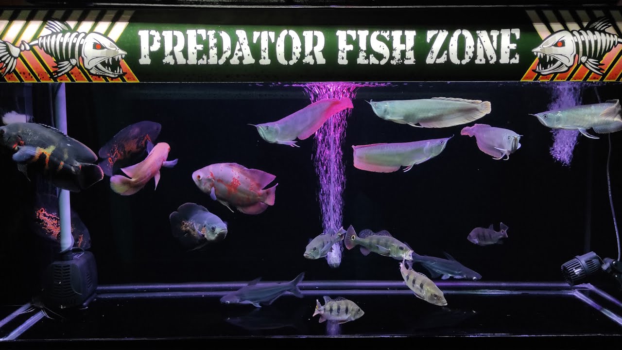 Detail Background Ikan Predator Nomer 27