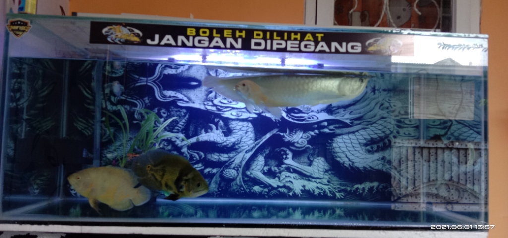 Detail Background Ikan Predator Nomer 45