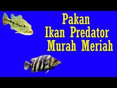 Detail Background Ikan Predator Nomer 49