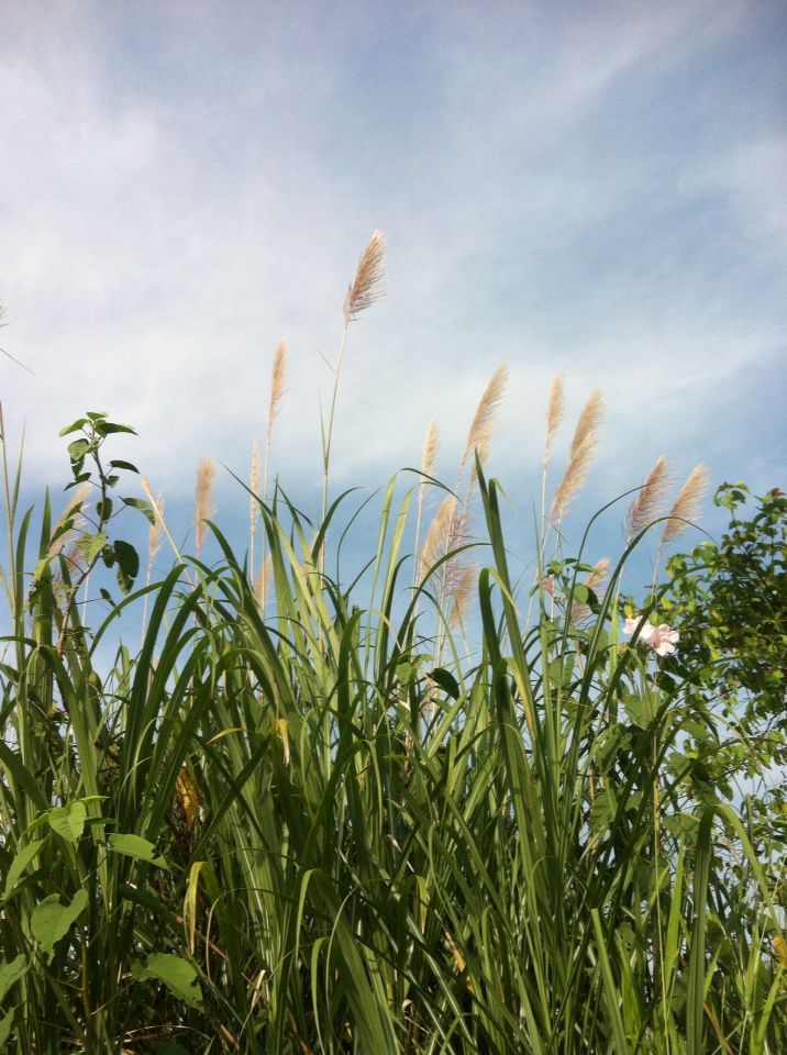 Background Ilalang - KibrisPDR