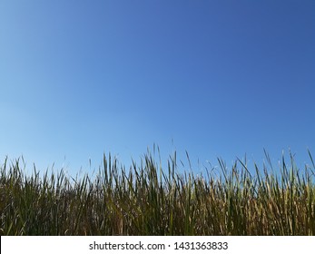 Detail Background Ilalang Nomer 15