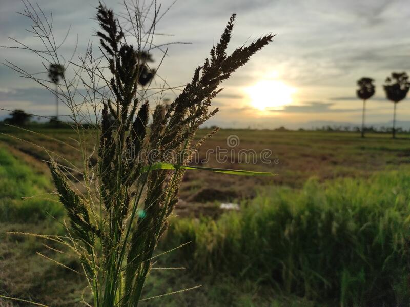 Detail Background Ilalang Nomer 19