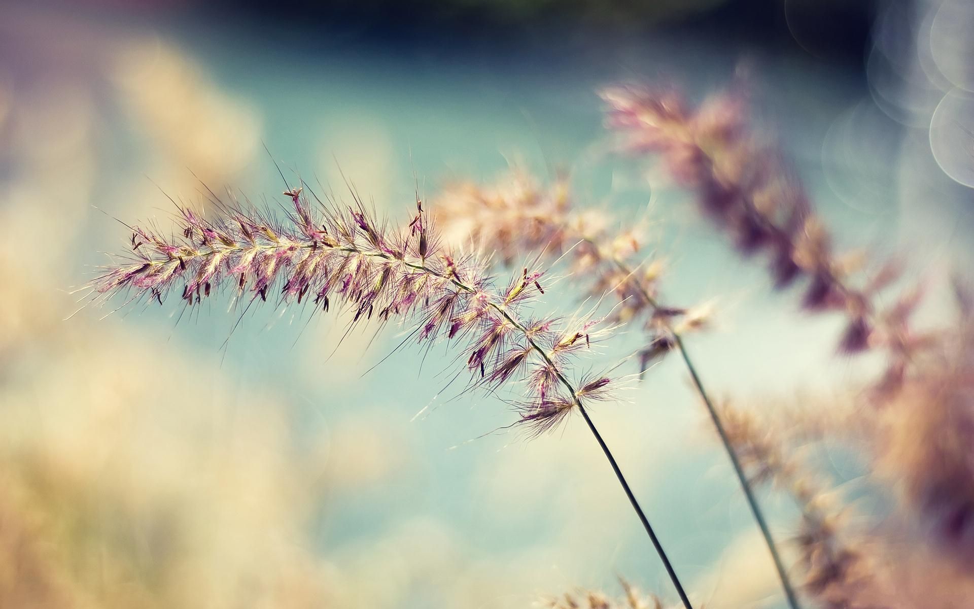 Detail Background Ilalang Nomer 3