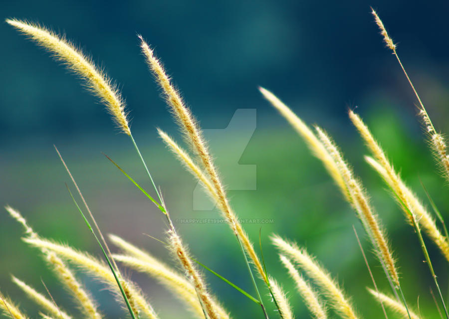 Detail Background Ilalang Nomer 22