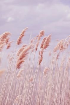 Detail Background Ilalang Nomer 4