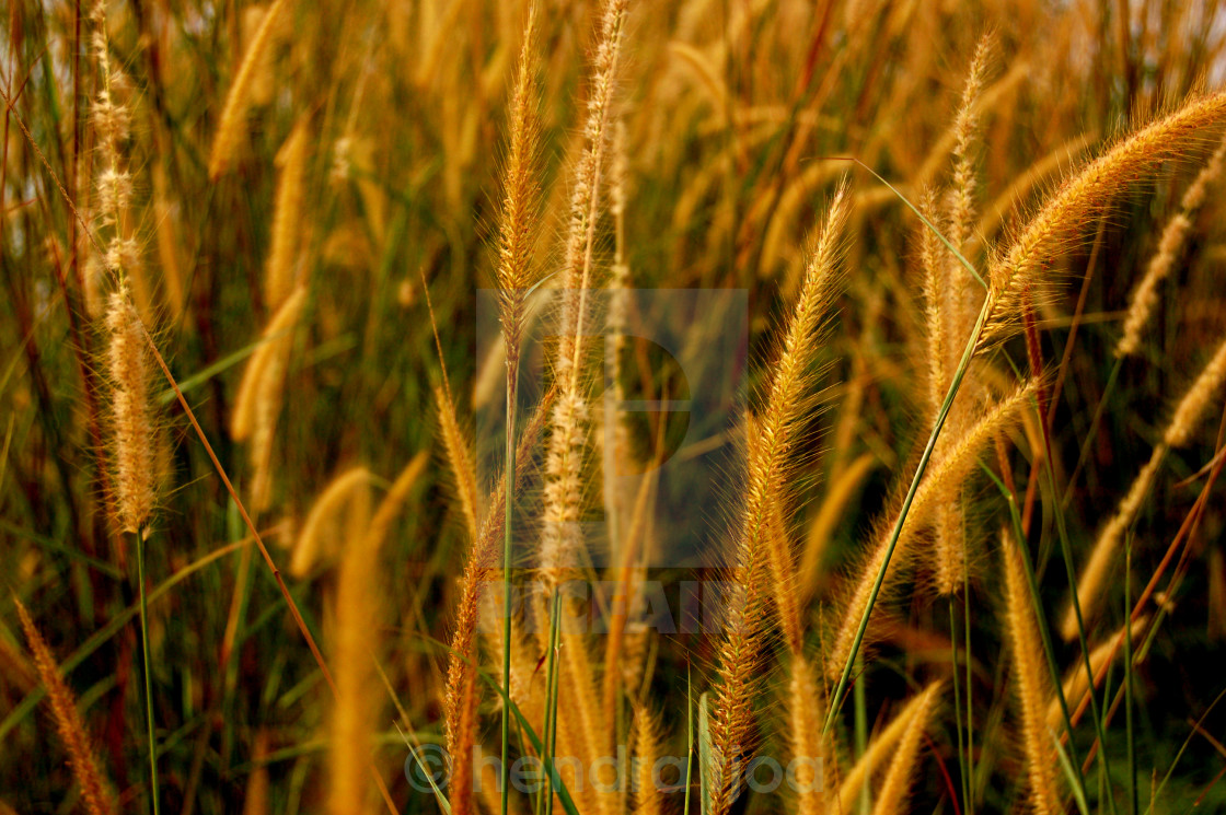 Detail Background Ilalang Nomer 33