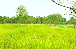 Detail Background Ilalang Nomer 38