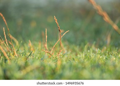 Detail Background Ilalang Nomer 42