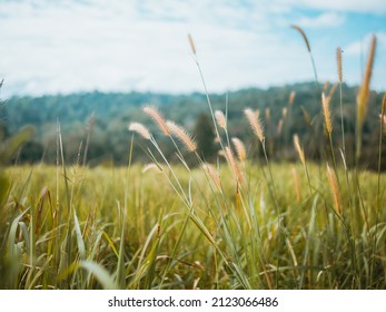 Detail Background Ilalang Nomer 43