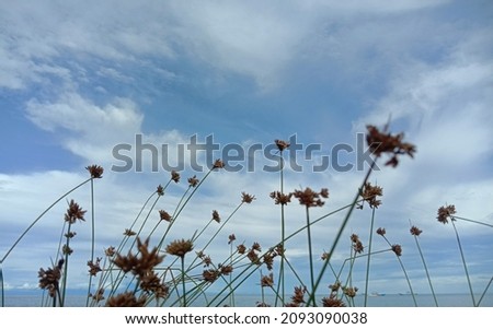 Detail Background Ilalang Nomer 50
