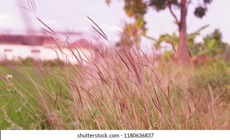 Detail Background Ilalang Nomer 9
