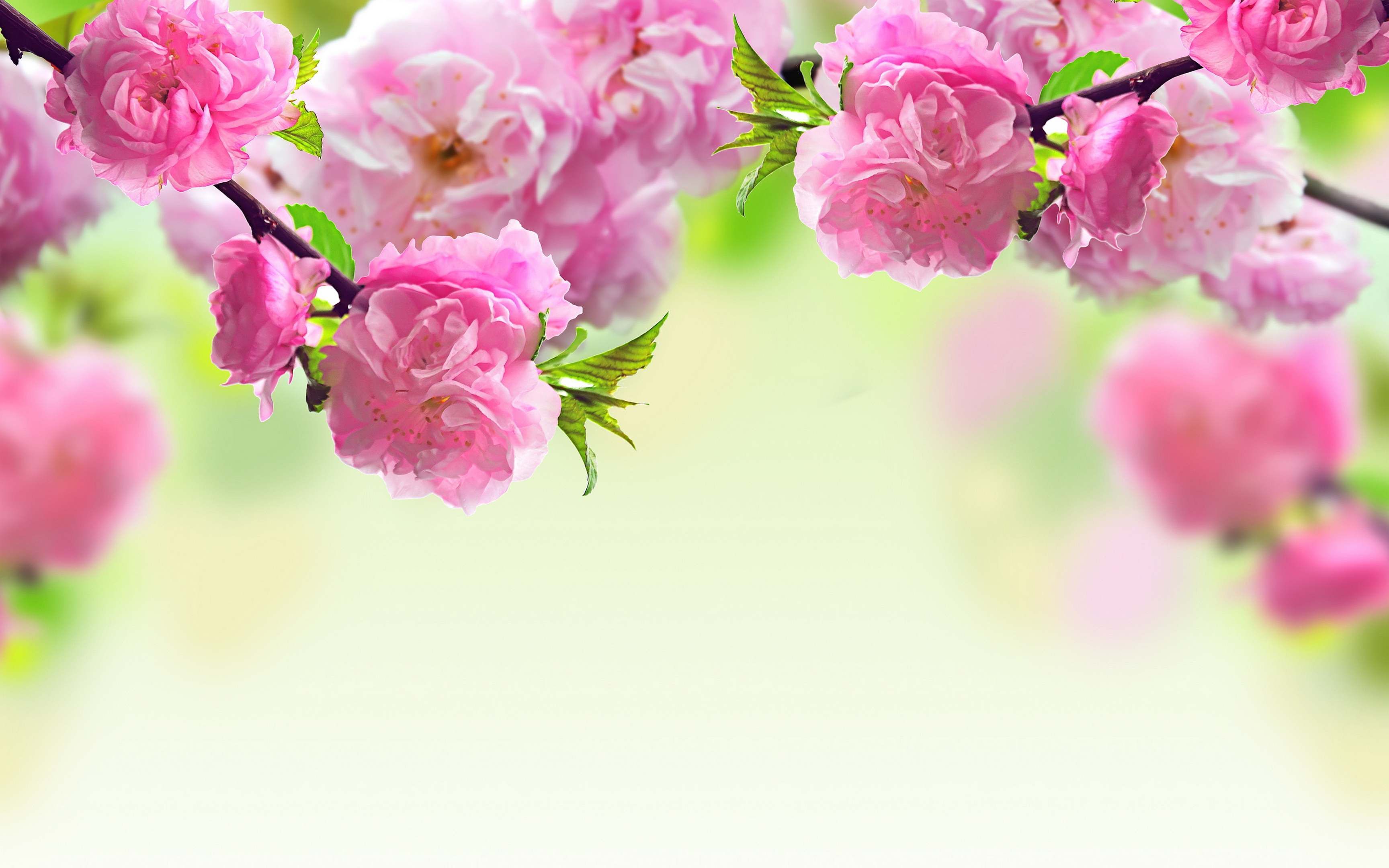 Detail Background Images Flowers Nomer 55