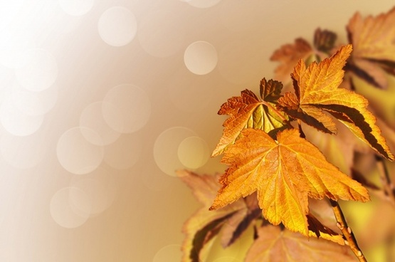 Detail Background Images Free Download Nomer 17
