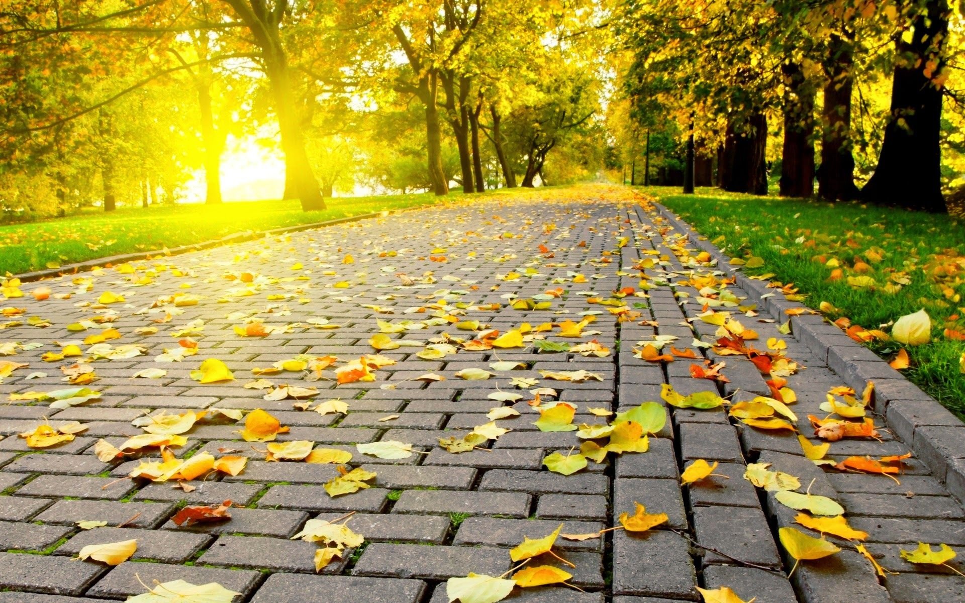 Detail Background Images Free Download Nomer 30
