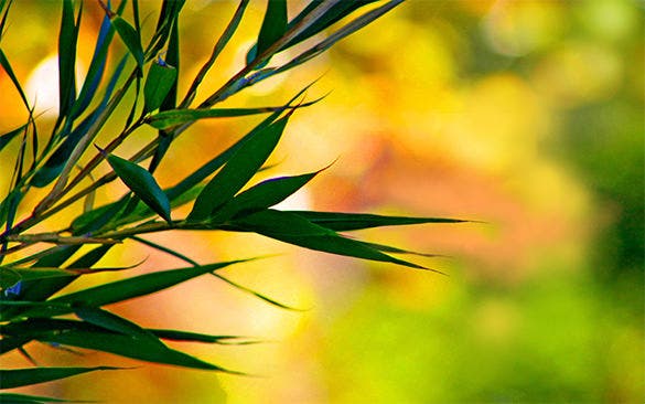Detail Background Images Free Download Nomer 37