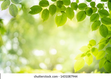 Detail Background Images Nature Nomer 8